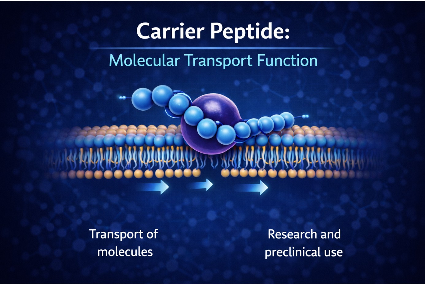 Carrier peptides transport molecules across membranes in laboratory research settings.