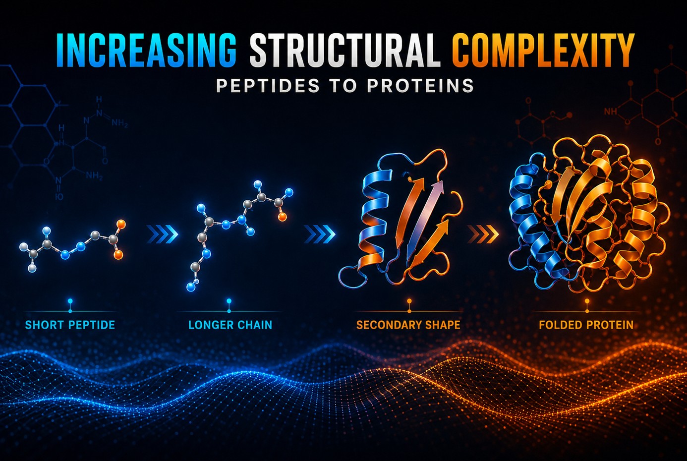 Progression showing increasing structural complexity in peptides vs proteins